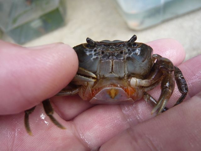 子沢山のシングルマザー カメ タガメ その他 生き物大好き